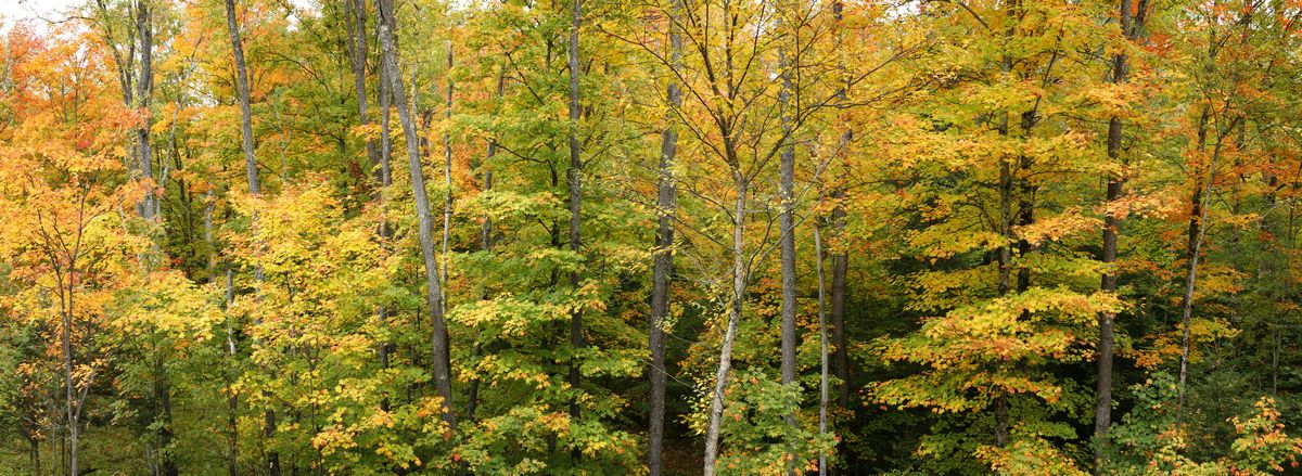 Adirondack, autumn, forest, foliage, colored, leaves, maple, red, yellow, fall, colorful, Adirondack Park, seasons,Adirondack...