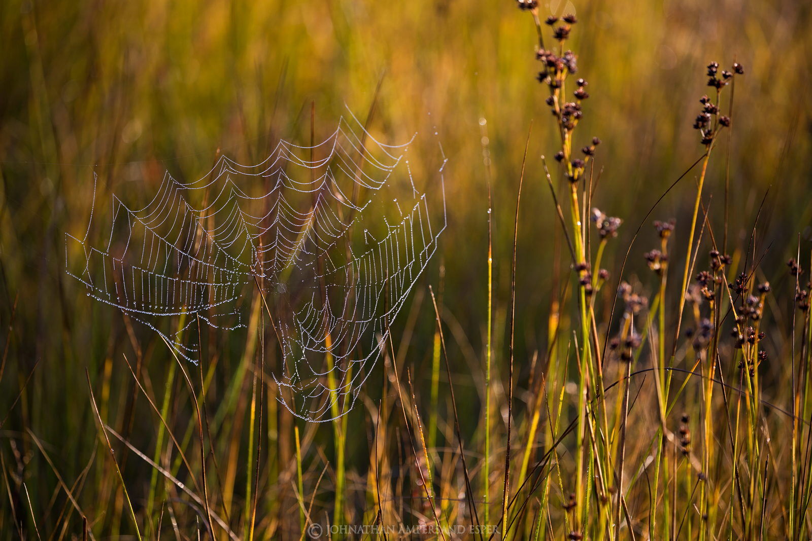 Adirondack Park, Adirondacks, Johnathan Esper, Wildernesscapes Photography,dew,backlit,Connery Pond,spider web,