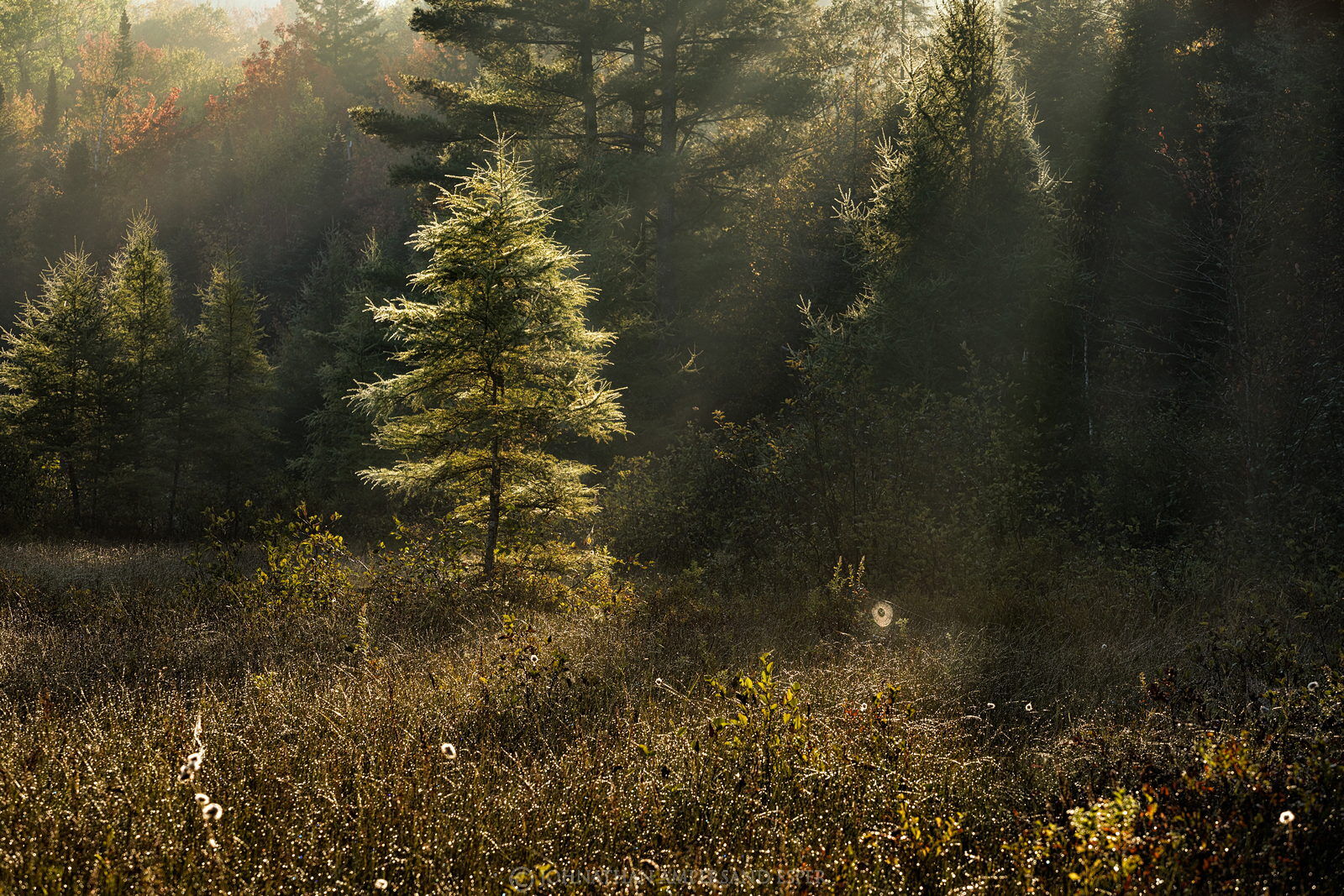 Adirondack Park, Adirondacks, Johnathan Esper, Wildernesscapes Photography,Connery Pond,tree,backlit,dew