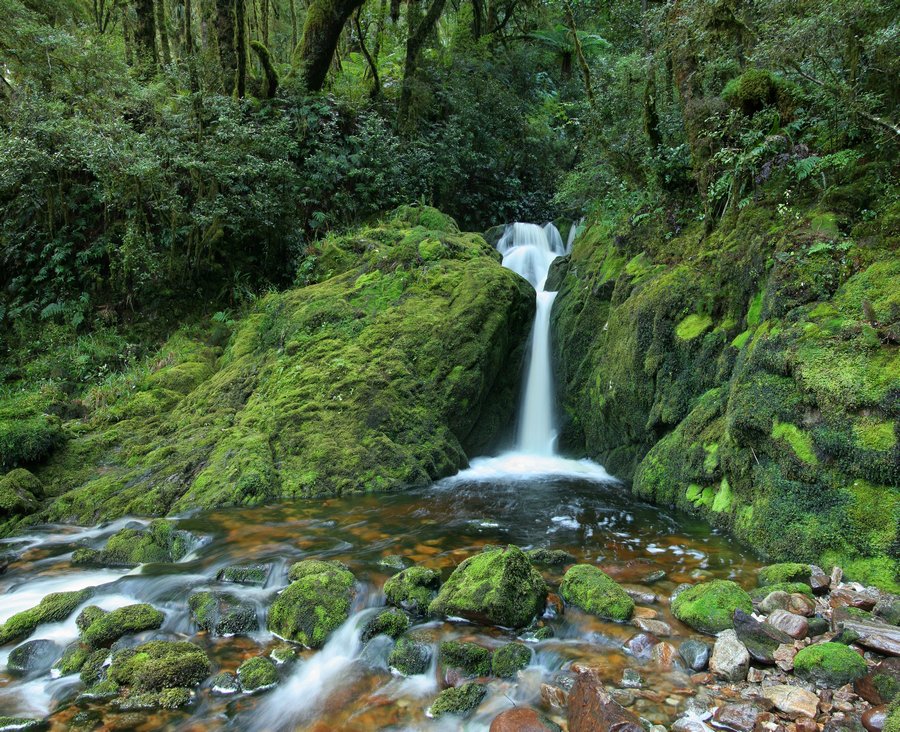 Stream in the temperate rainforests of Fiordland National Park, New Zealand