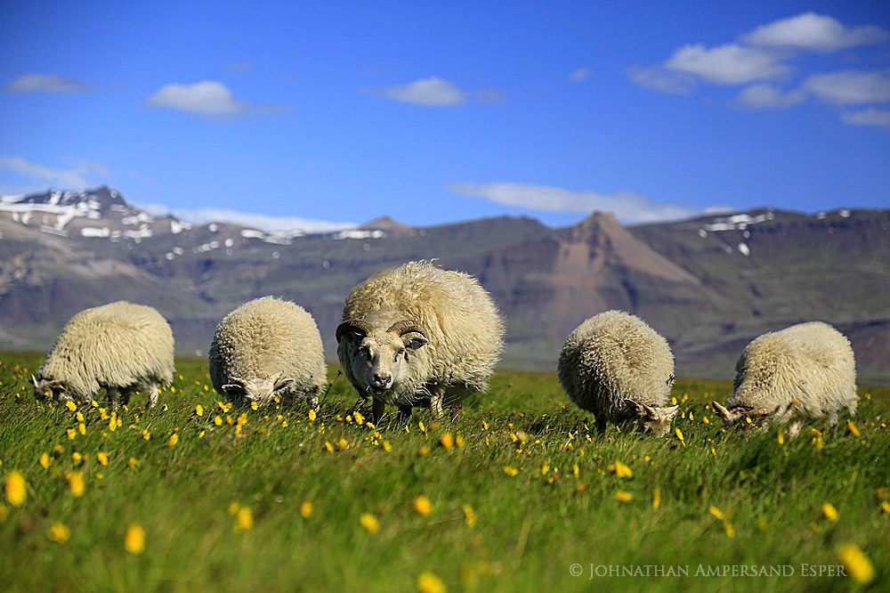 Five sheep browsing in Hornaf