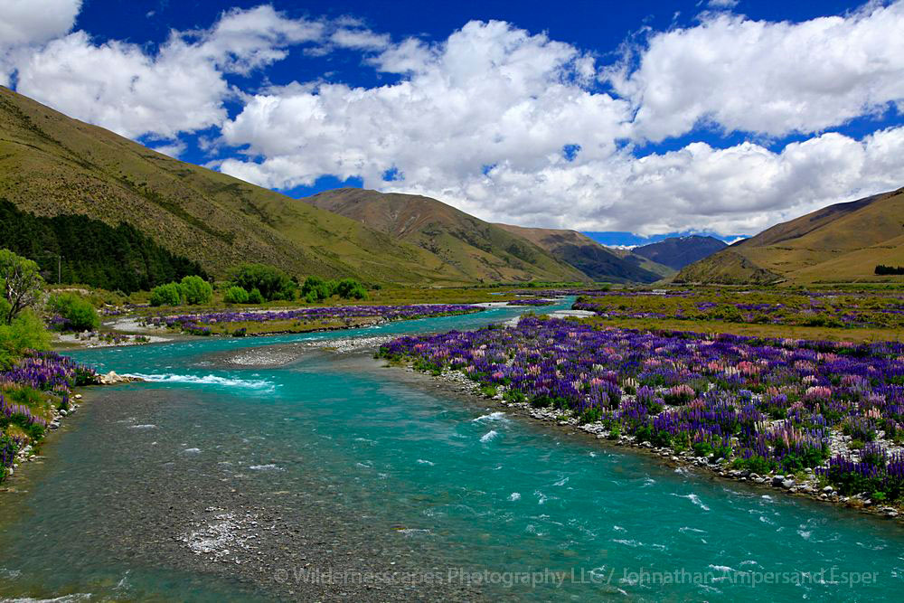 glacial river,torquois,New Zealand,field,lupine,lupines,wildflowers,fields,lupine wildflowers,river,