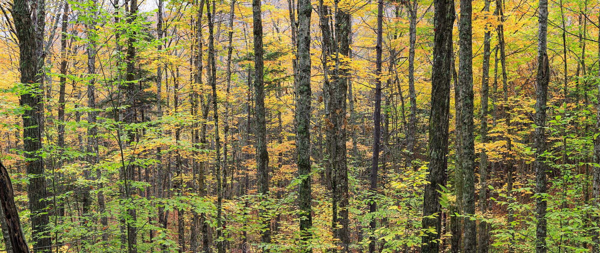Gulf Brook Road,Boreas Ponds,forest,panorama,forest panorama,fall,maples,maple forest