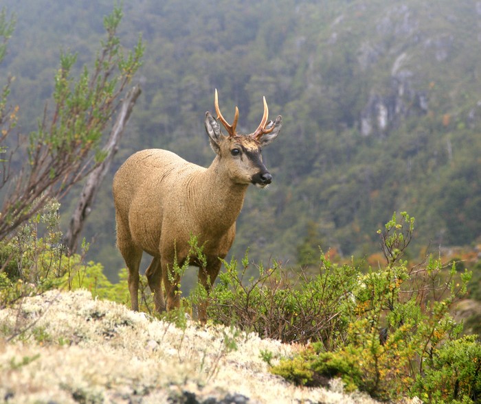 The Huemul is an extremely endangered deer native to the mountains of Patagonia. This shot is a bit soft at larger sizes, but...