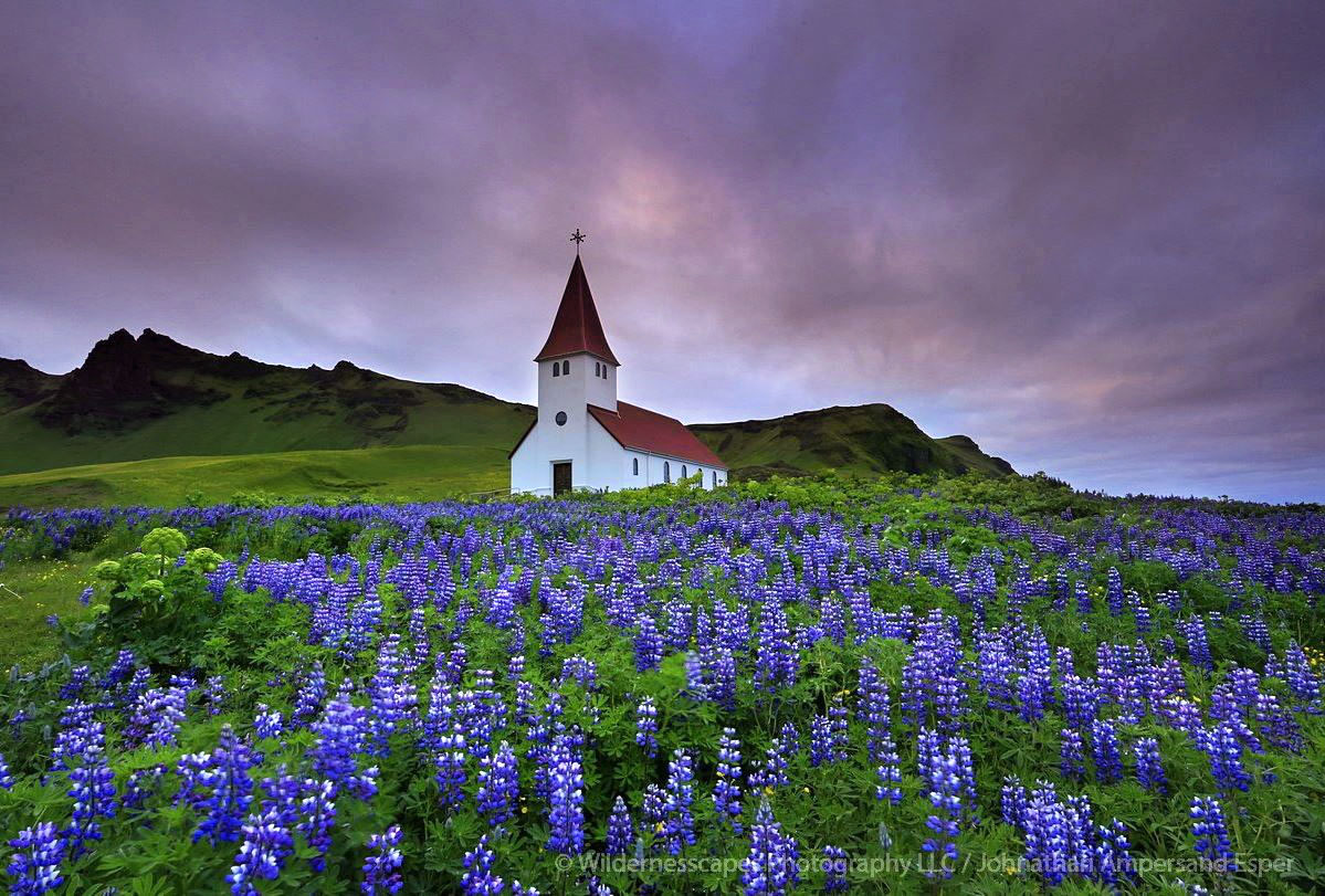 vik, myrdal, church, iceland, lupines, purple, flowers, field,lupine,lupines,wildflowers,fields,lupine wildflowers,vik church...
