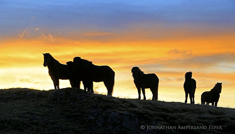 Icelandic horse at sunrise at Hoffel farm, near Hoffellsj&ouml;kull, eastern Iceland, East Iceland