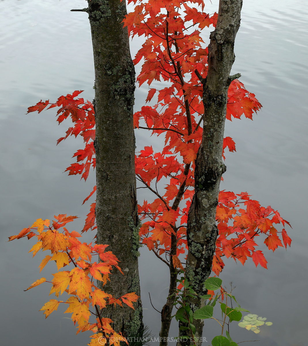 Adirondack Park, Adirondacks, Johnathan Esper, Wildernesscapes Photography,Lake Durant,maples,maple leaves,trunks,maple tree...