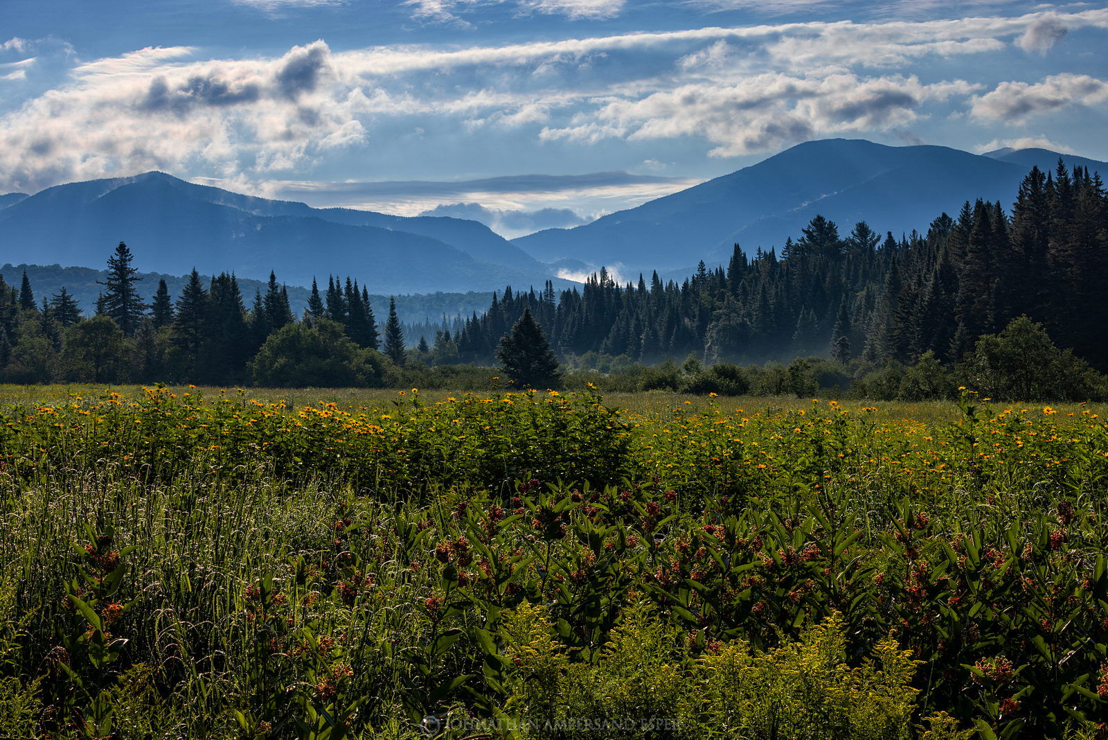 North Meadows,wildfloers,focus stacked,Cascade Mt,Cascade,Pitchoff,Adirondack Loj Road,meadow,