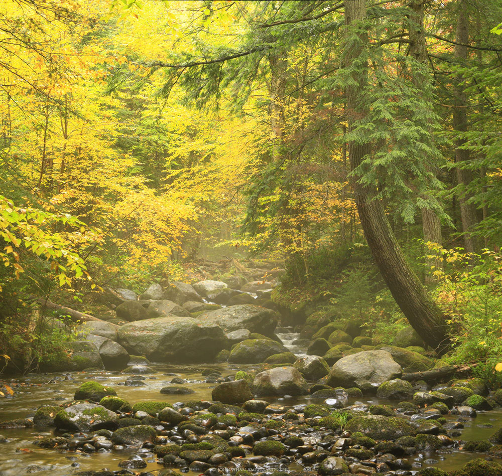 Pine Brook,Forked Lake,magical,mystical,forest,stream,brook,Adirondacks,Adirondack,Long Lake,foggy,rainy,autumn,Adirondack forest...