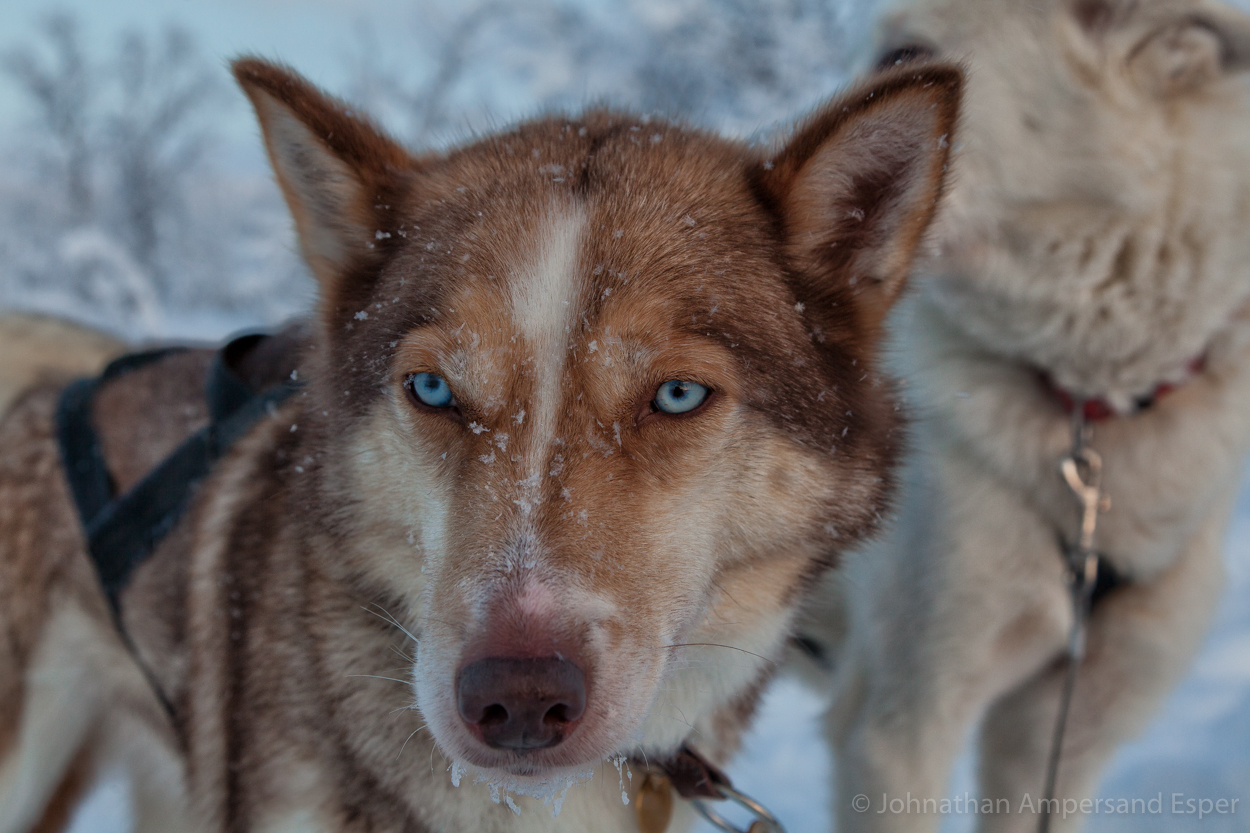 Sled dogs take a break near Kiruna, Sweden. Captured during on a 10 day dogsledding trip in -30 to -20 degree C temperatures.
