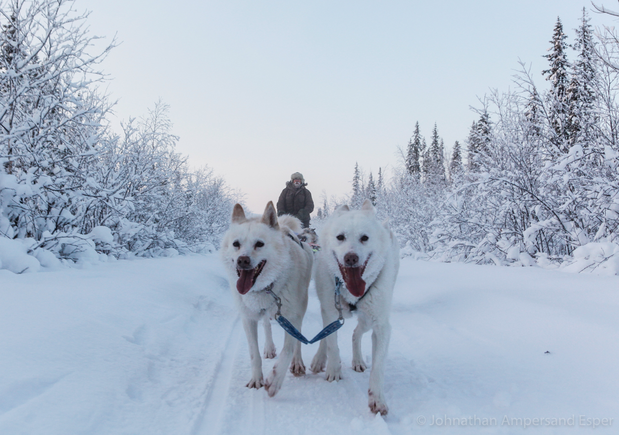 Dogsledding through the forest near Kiruna, Sweden, while on a 10 day trip in -30 to -20 degree C temperatures.