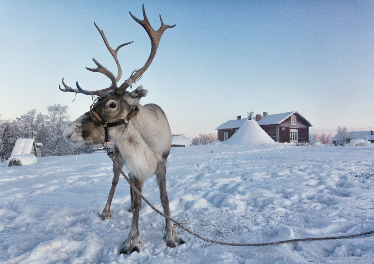 Reindeer near Kiruna, Sweden. Captured during a 10 day dogsledding trip in -30 to -20 degree C temperatures.