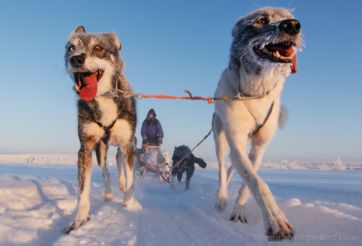 Dogsledding near Kiruna, Sweden, while on a 10 day trip in -30 to -20 degree C temperatures.