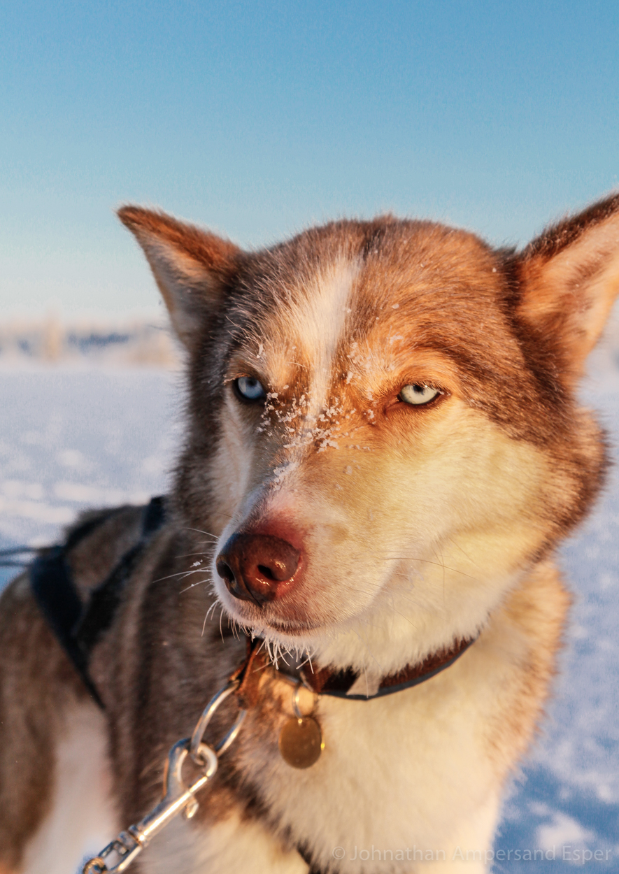 A sled dog taking a break near Kiruna, Sweden. Captured during on a 10 day dogsledding trip in -30 to -20 degree C temperatures...