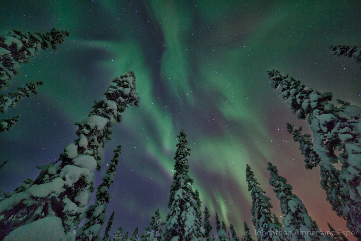 Aurora borealis above the snowy forest near Kiruna, Sweden. Captured during a 10 day dogsledding trip in -30 to -20 degree C...