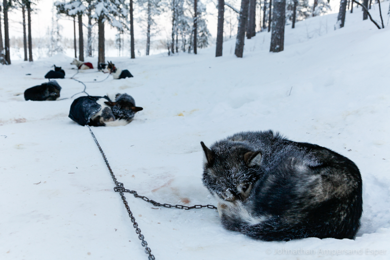 Sled dogs take a nap during a 10 day dogsledding trip in -30 to -20 degree C temperatures near Kiruna, Sweden.