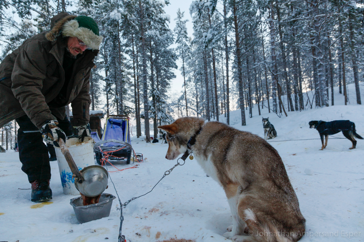 A man feeds his sled dogs, during a 10 day dogsledding trip in -30 to -20 degree C temperatures near Kiruna, Sweden.