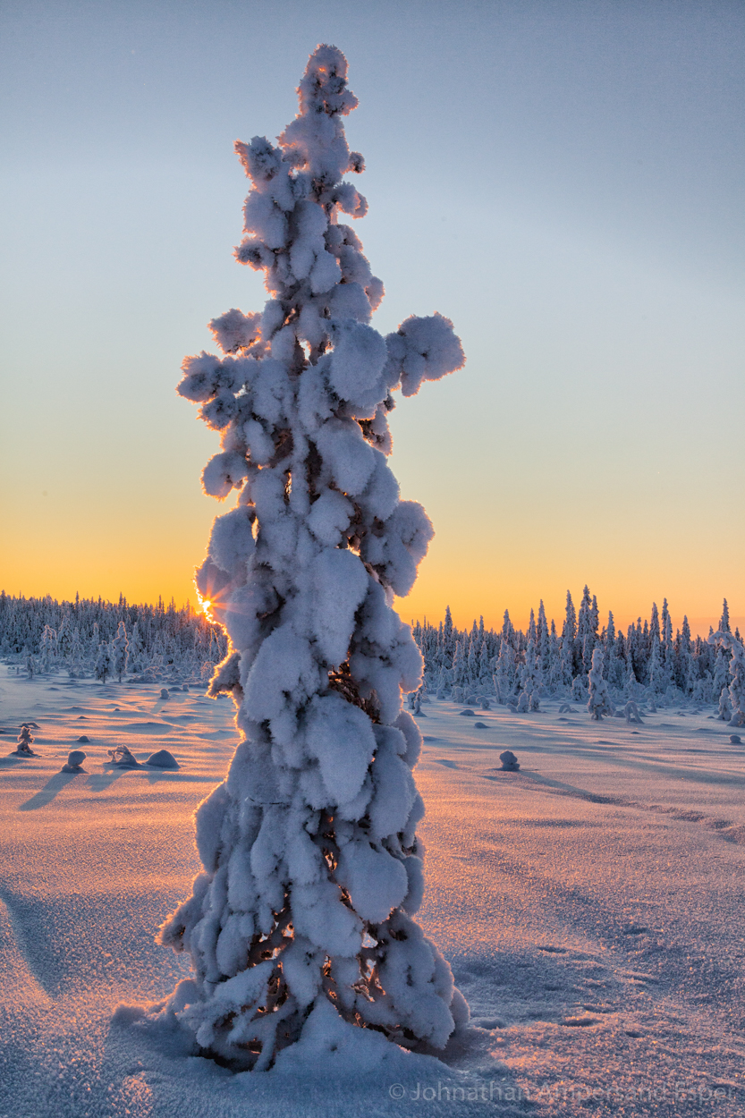 An icy sunset through frozen branches. Captured during a 10 day dogsledding trip in -30 to -20 degree C temperatures near Kiruna...