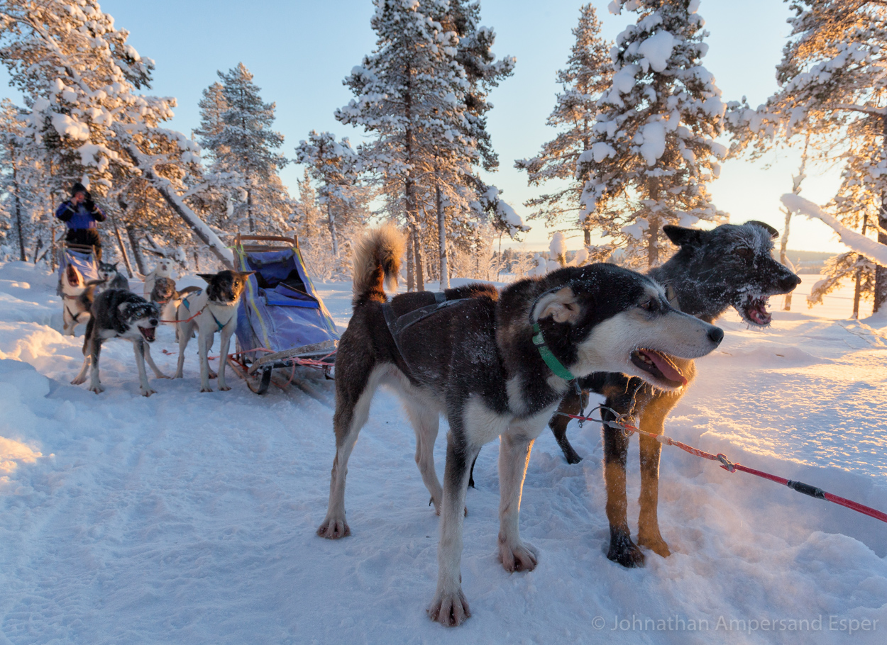 Sled dogs barking in the snowy forest, during a 10 day dogsledding trip in -30 to -20 degree C temperatures near Kiruna, Sweden...
