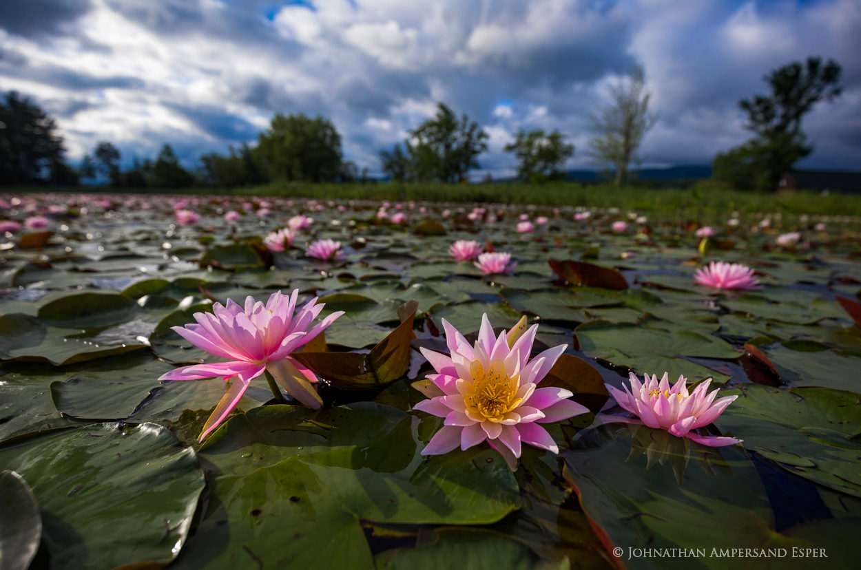Tupper Lake,Simon Pond,lily pads,water lilies,pink,2019,summer,Adirondack,pond,wetland,Johanthan Esper,Tupper Lake lily pads,