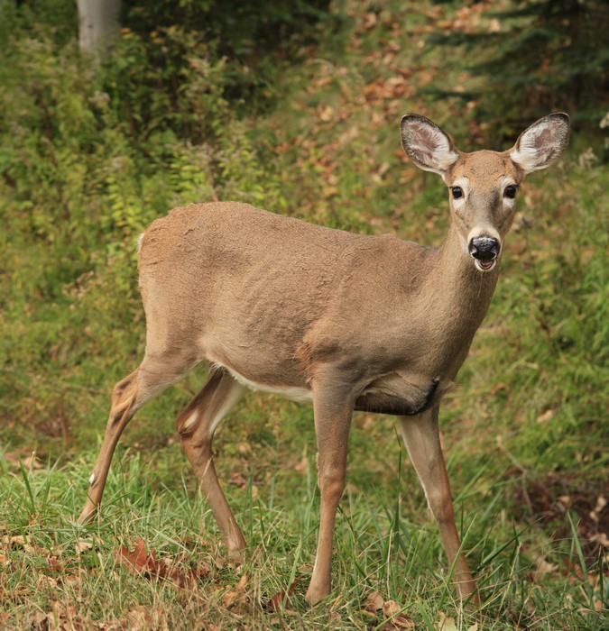 Whitetail Deer near Blue Mountain Lake
