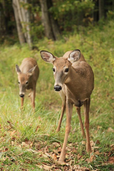 deer,whitetail deer,Blue Mountain Lake, Adirondack Park,