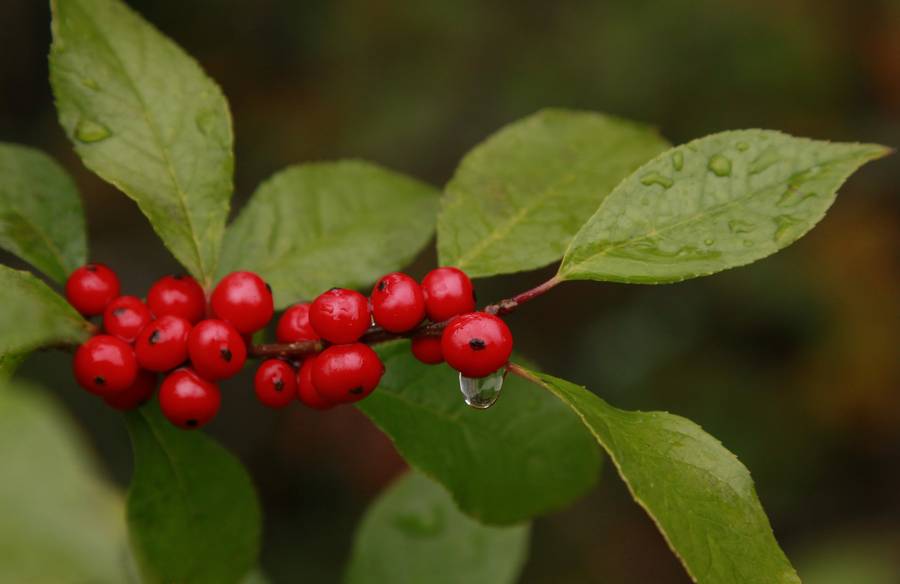 Ilex Verticellata,Winterberry Holly,holly,red,berries,wet,dripping,drop,water,rain,droplet,falling,off,berry,Adirondack